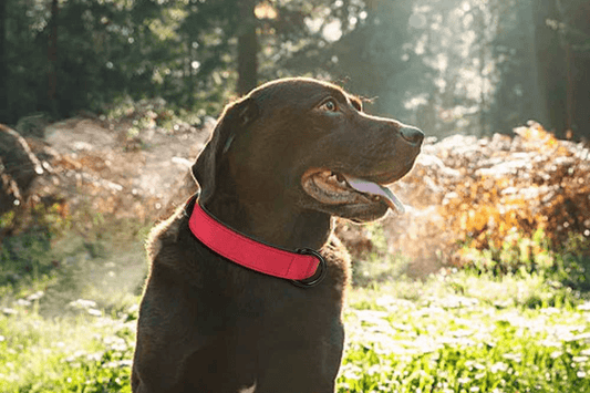 collier en cuir pour chien rouge labrador