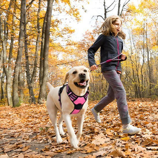 Les bienfaits de la promenade quotidienne pour ton chien (et pour toi !)
