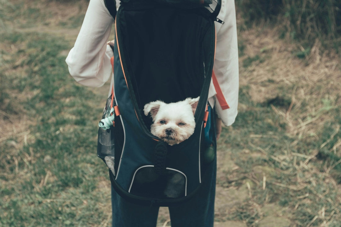 Les meilleurs sacs de transport pour votre compagnon Ă  quatre pattes