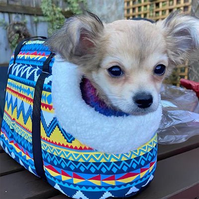 chien sac de transport designbag bleu