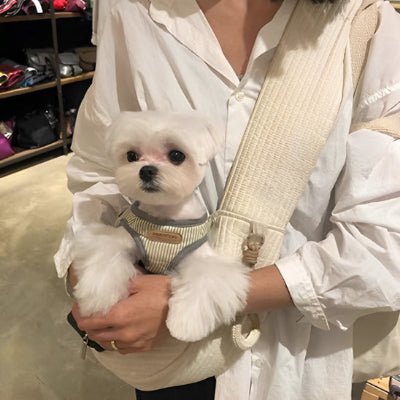 chien sac de transport luxbag bichon devant