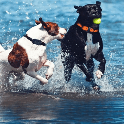 collier anti aboiement pour chien calmdog eau