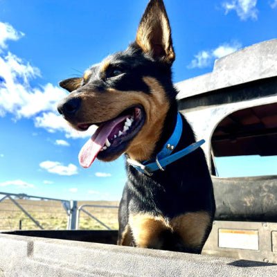 collier chien aquaflex bleu aqua