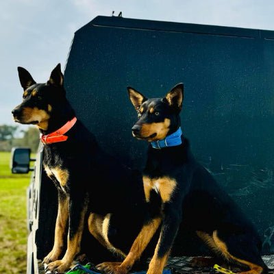 collier chien aquaflex bleu rouge description