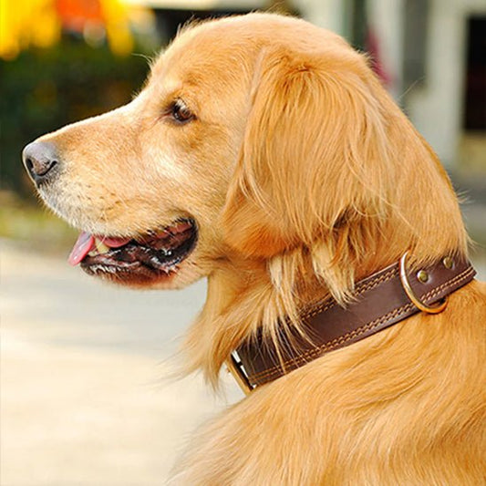 collier chien classicanin golden