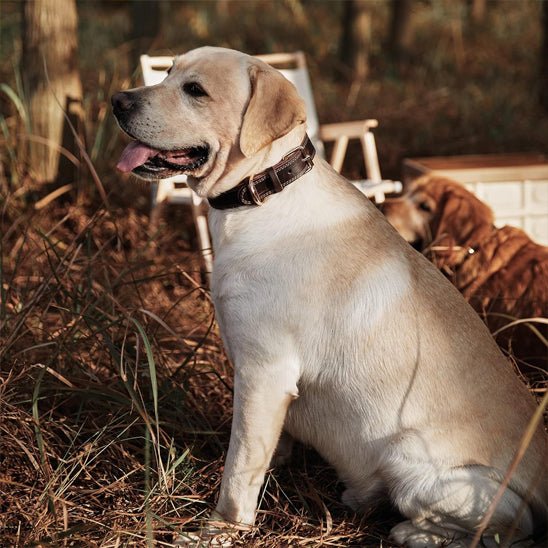 collier chien classicanin labrador noir