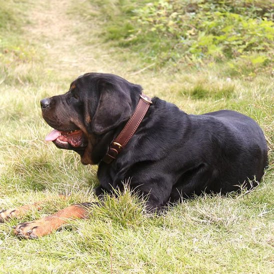 collier chien classicanin rottweiler seul