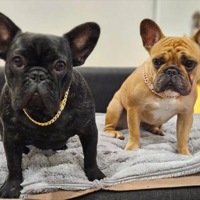 collier chien deluxdog or