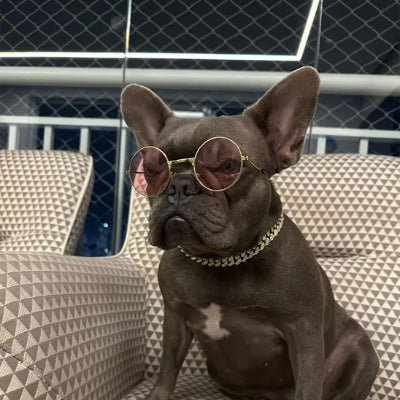 collier chien deluxdog pug