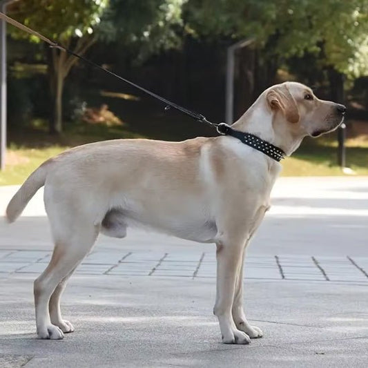 collier chien en cuir rebel labrador laisse