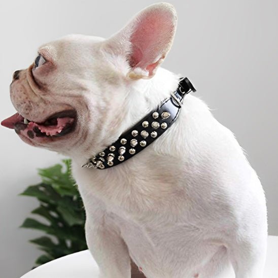 collier chien en cuir rebel pug
