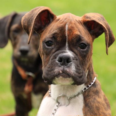 collier chien gripsteel boxer