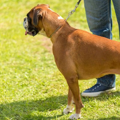 collier chien gripsteel brun
