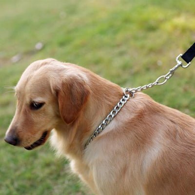 collier chien gripsteel golden