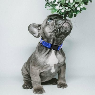 collier chien lumineux lumidog bleu bouledogue