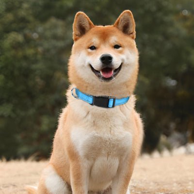 collier chien lumineux lumidog bleu pale