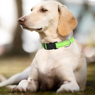 collier chien lumineux lumidog vert
