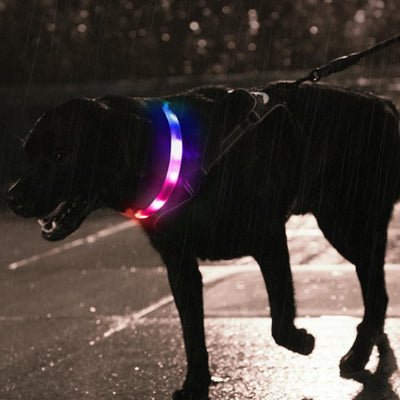collier chien lumineux shinedog rottweiler