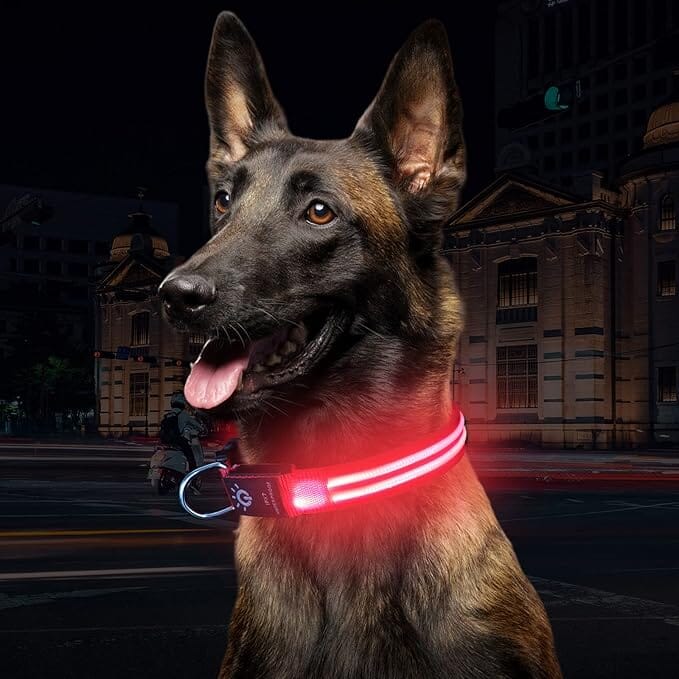 Collier Chien Lumineux - LEDCollarDogâą - Rose