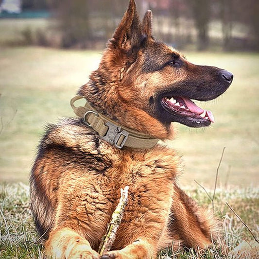Collier Chien | Tactika™