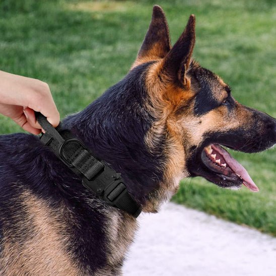 Collier Chien | Tactika™