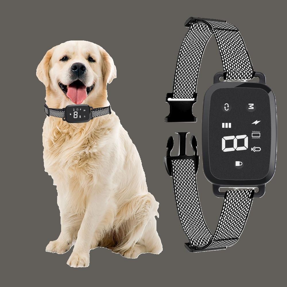 collier de dressage pour chien discipleo golden gris