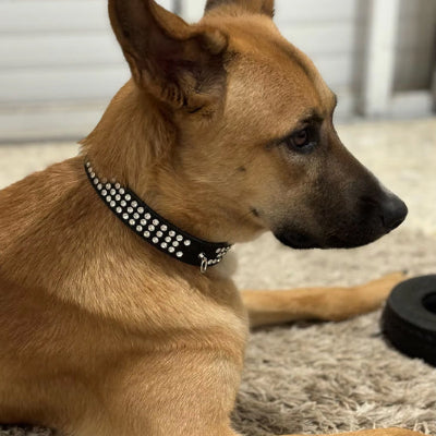 collier en cuir pour chien chicdiamond noir