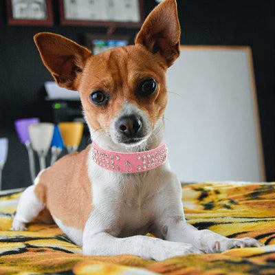 collier en cuir pour chien chicdiamond rose chihuahua