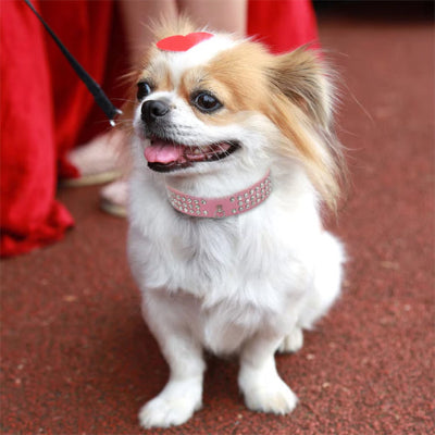 collier en cuir pour chien chicdiamond rose