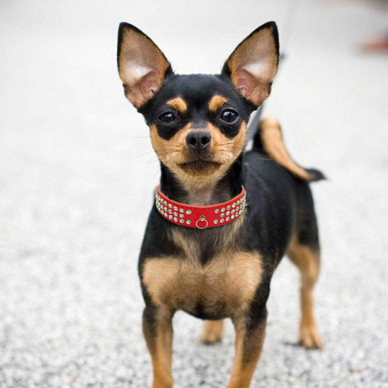 collier en cuir pour chien chicdiamond rouge