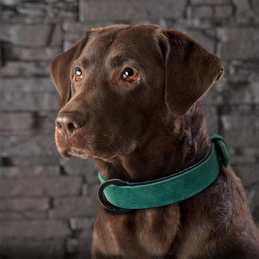 collier en cuir pour chien elegant