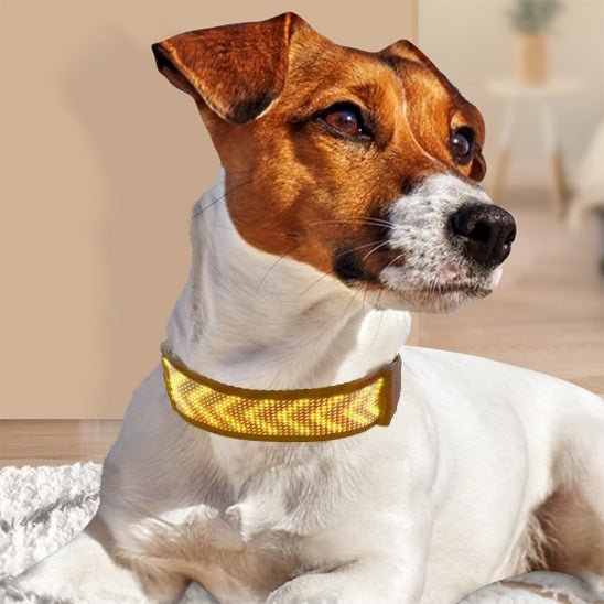 collier lumineux chien LEDConnect dog blanc brun