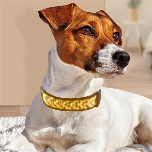 collier lumineux chien LEDConnect dog blanc brun
