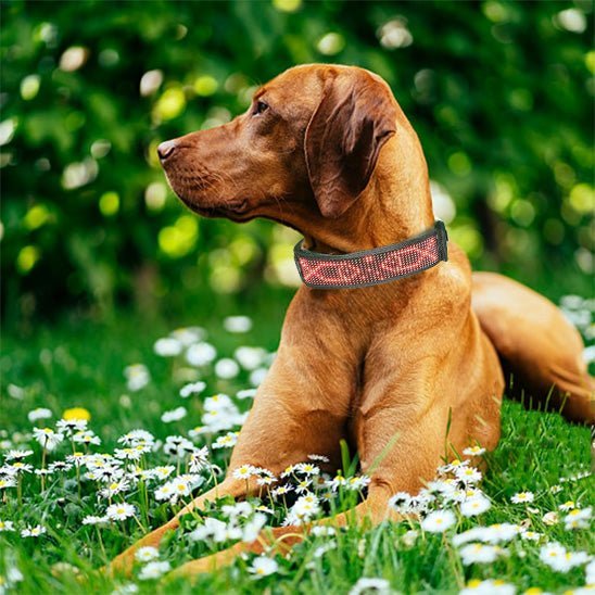 collier lumineux chien LEDConnect dog brun