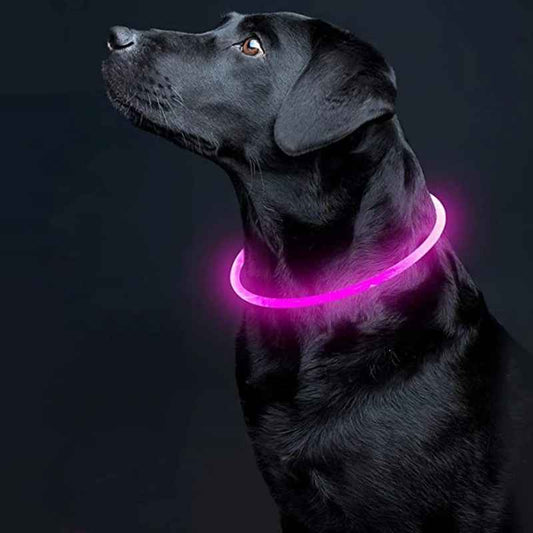 collier lumineux chien lumeo mauve rose