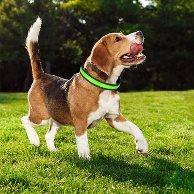 collier lumineux pour chien glowpaw vert courir