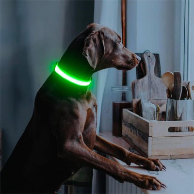 collier lumineux pour chien glowpaw vert curieux