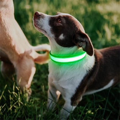 collier lumineux pour chien glowpaw vert exterieur