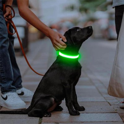 collier lumineux pour chien glowpaw vert