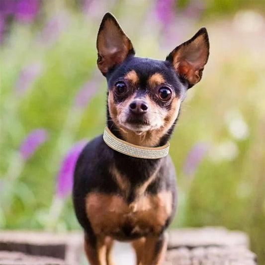 Collier pour Chien en Cuir | DiamĂ©liaâą