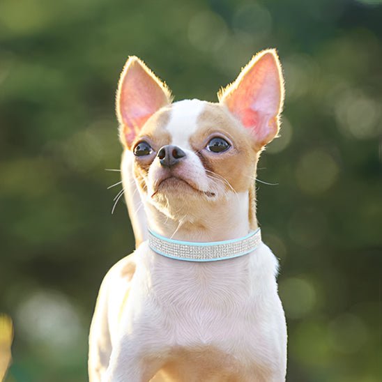 Collier pour Chien en Cuir | Diamélia™