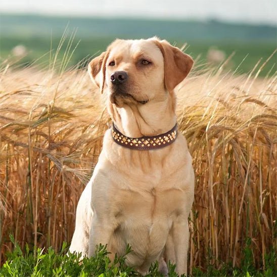 Collier pour Chien en Cuir | Éléganza™