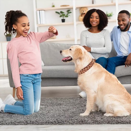 Collier pour Chien en Cuir | Éléganza™
