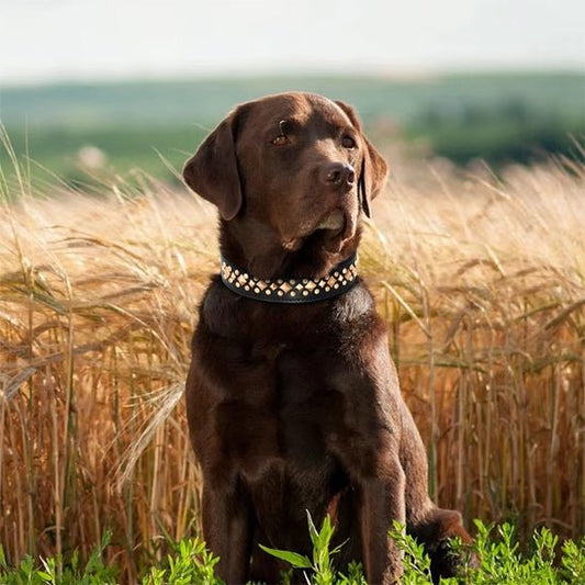 Collier pour Chien en Cuir | ĂlĂ©ganzaâą