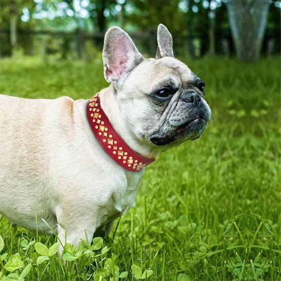 Collier pour Chien en Cuir | Éléganza™