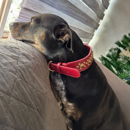 Collier pour Chien en Cuir | Éléganza™