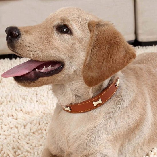 collier pour chien en cuir osdeign brun