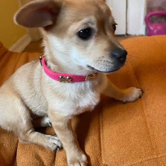 collier pour chien en cuir osdesign rose fushia