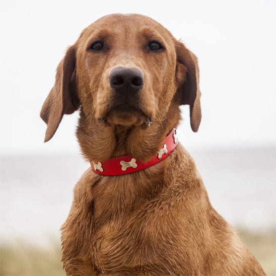 collier pour chien en cuir osdesign rouge