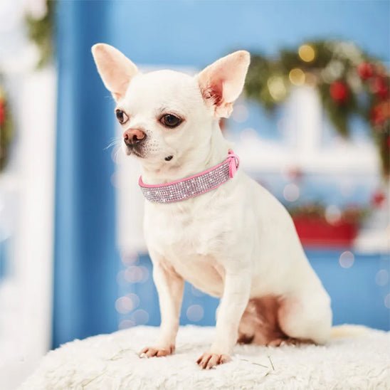 Collier pour Chien en Cuir | Diamélia™